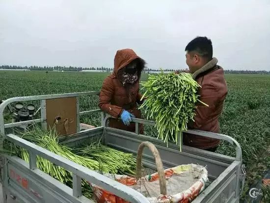 中牟早熟蒜最新价格动态解析