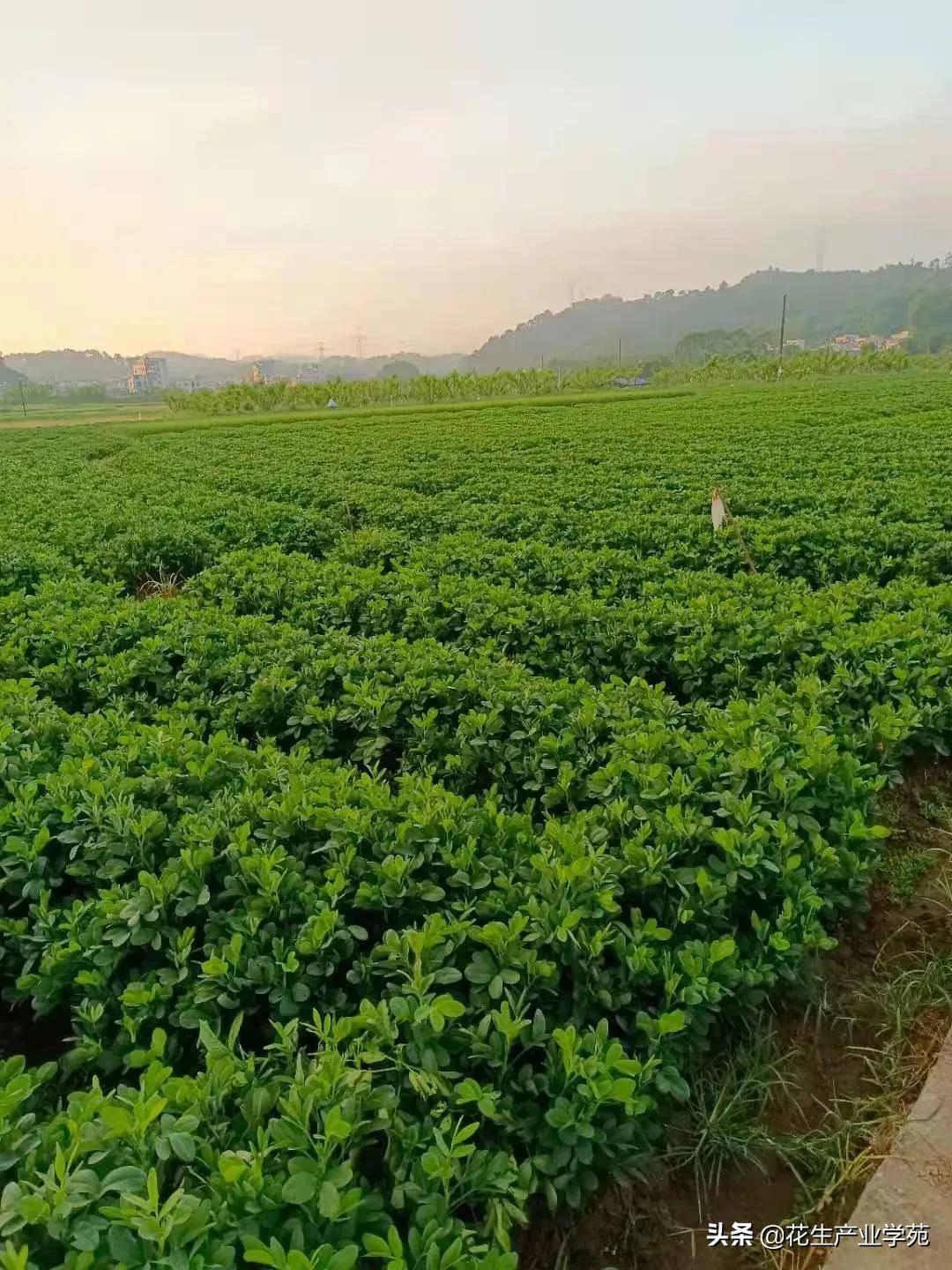 河南花生最新收购价格及市场走势与影响因素深度解析