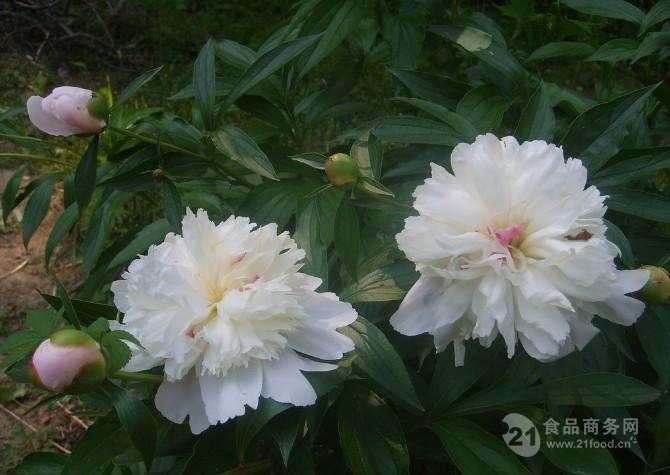 芍药价格解析，十九里白芍最新价格揭晓