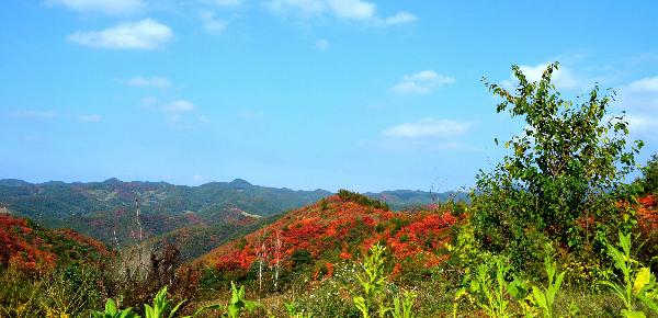 花果山乡新领导团队引领乡村振兴之路