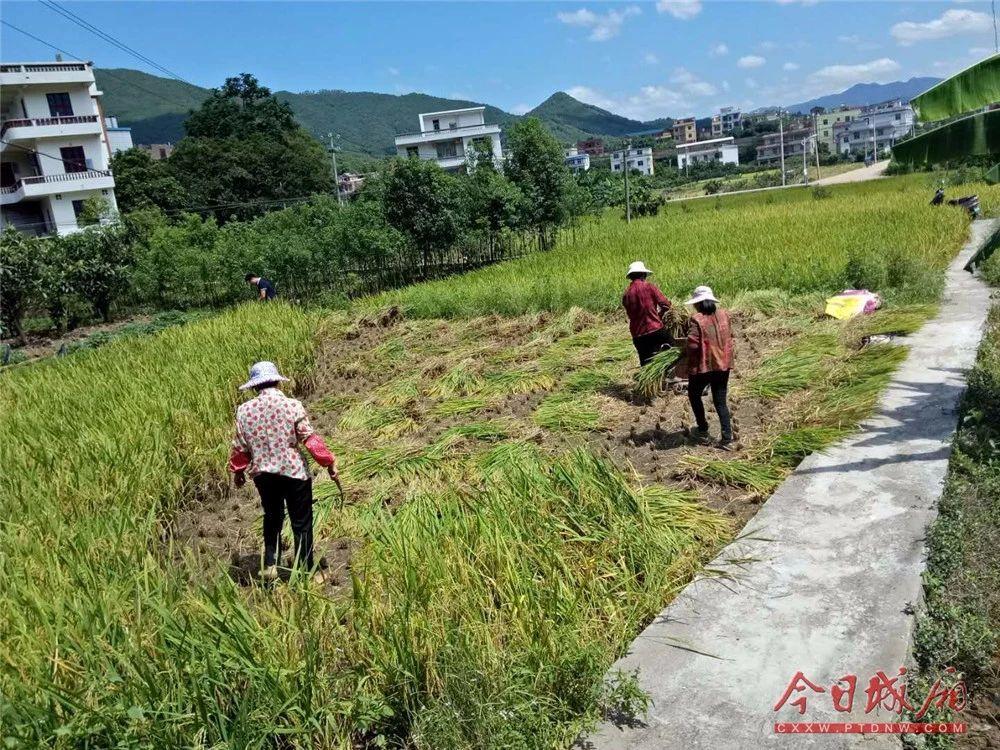 荔枝街道交通最新动态