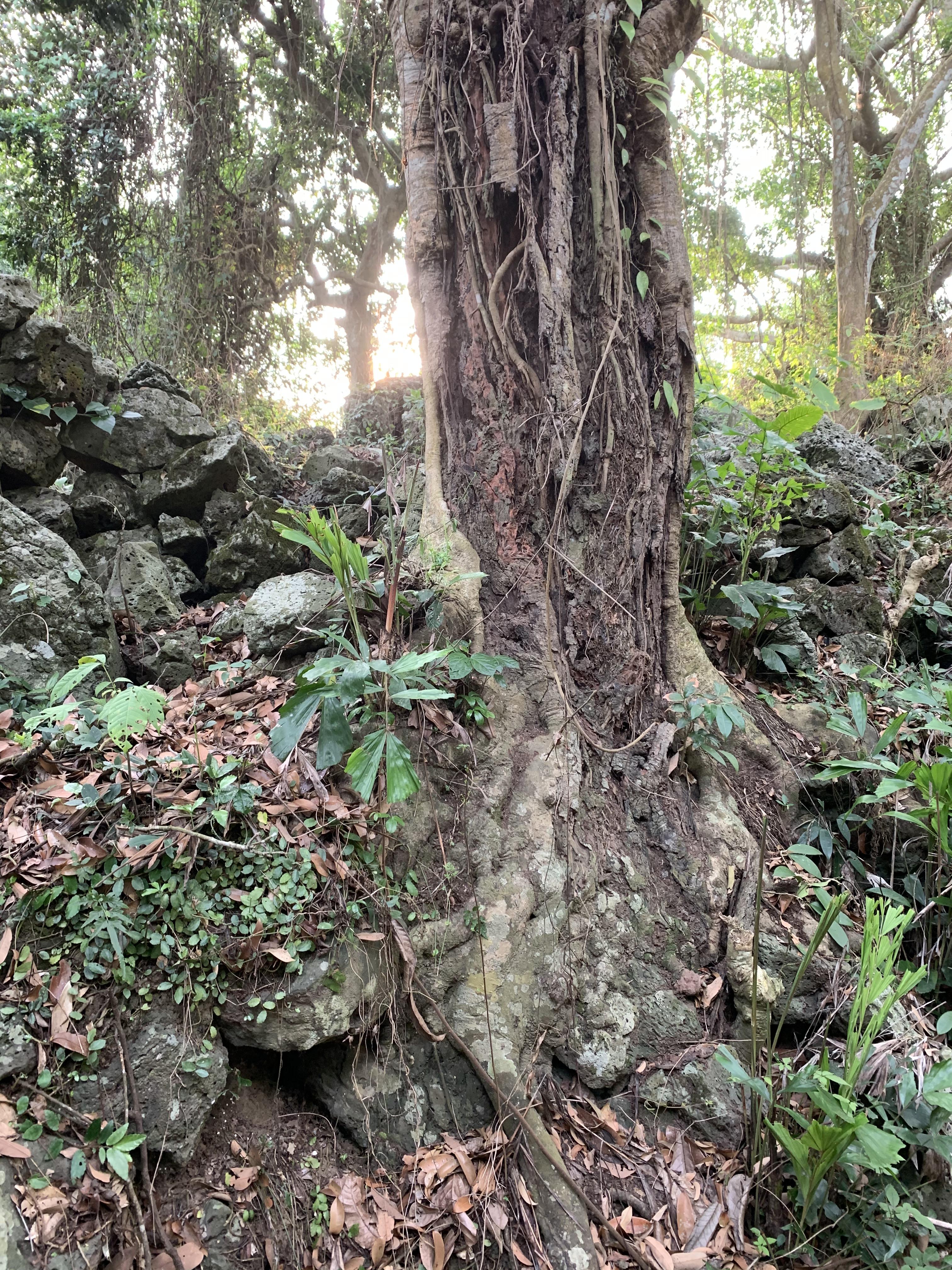 石山镇交通新动态，交通发展助力地方经济腾飞